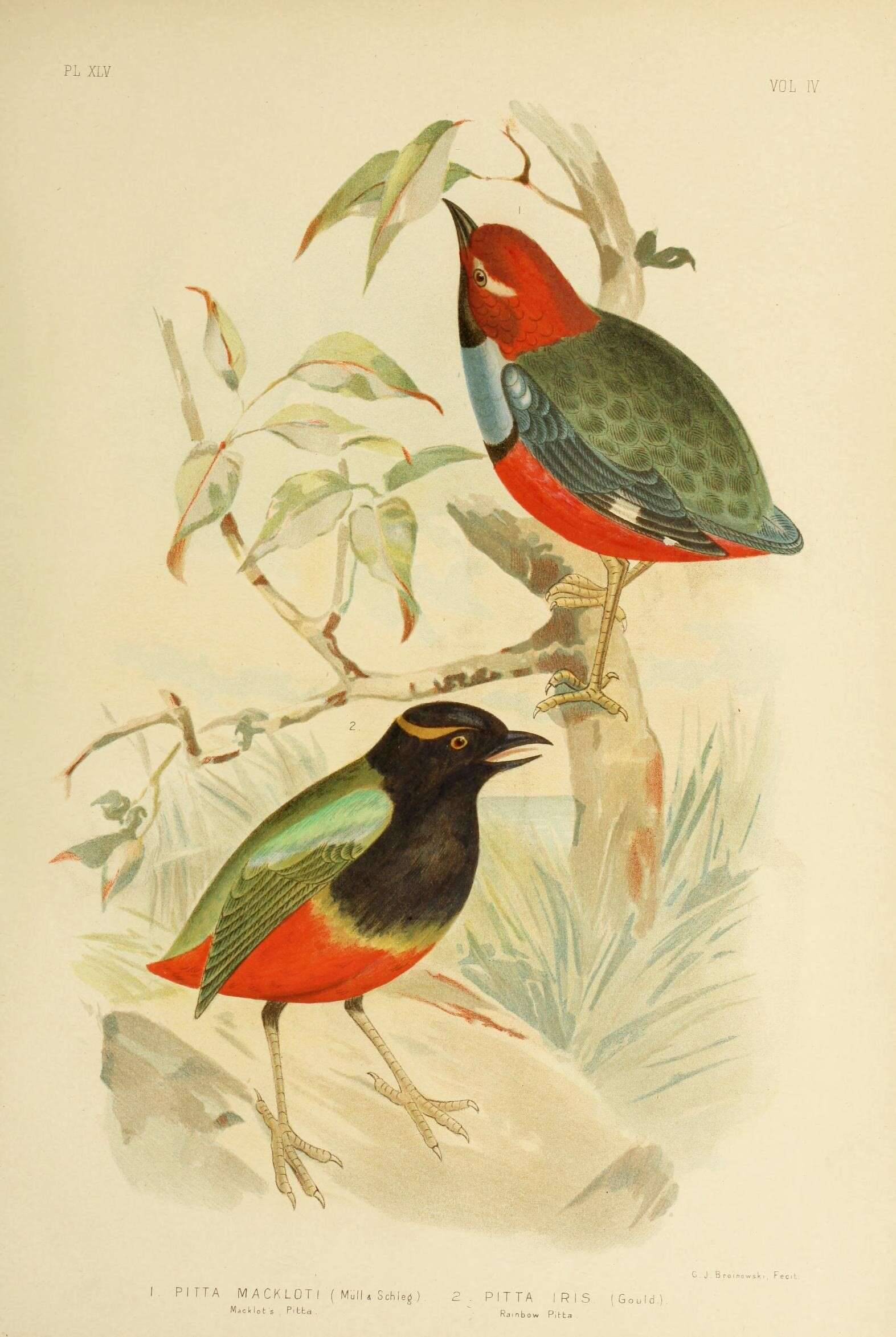 Image of Rainbow Pitta