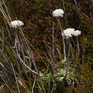 Image of Anaxeton asperum (Thunb.) DC.