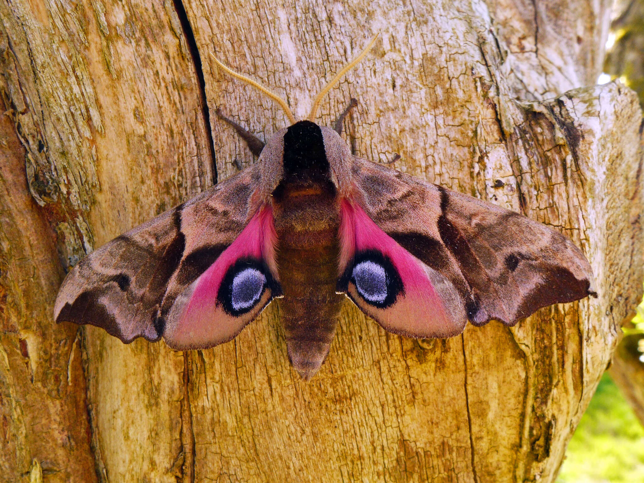 Image of Smerinthus ocellata (Linnaeus 1758)