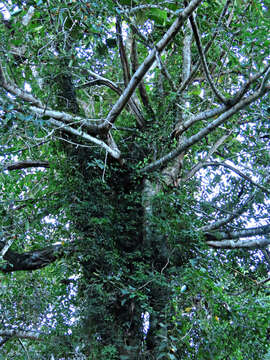 Image of Ficus cucurbitina King