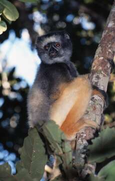 Image of Diadem Sifaka