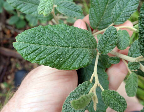 Imagem de Pomaderris apetala subsp. maritima N. G. Walsh & F. Coates