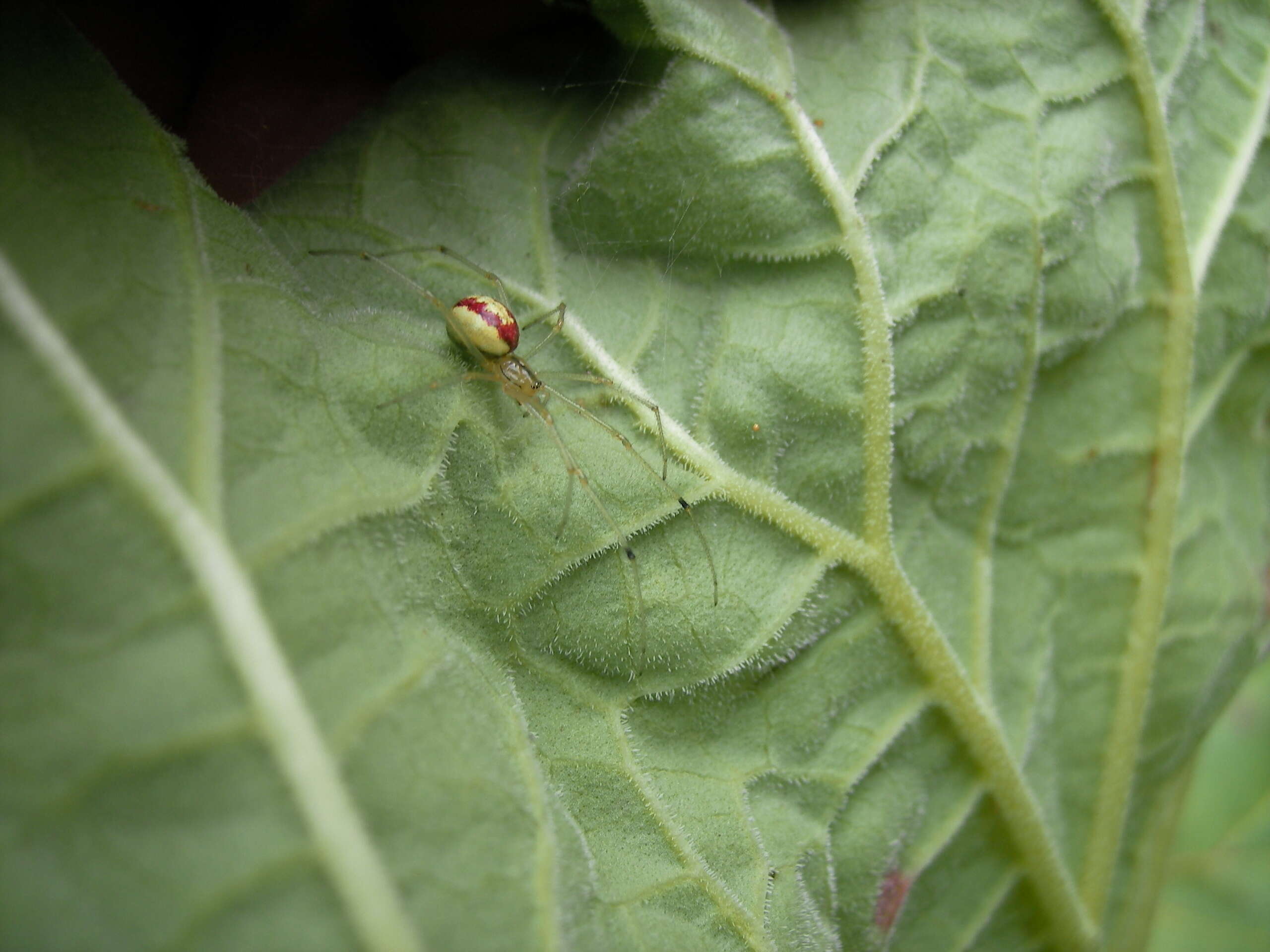 صورة Enoplognatha ovata (Clerck 1757)