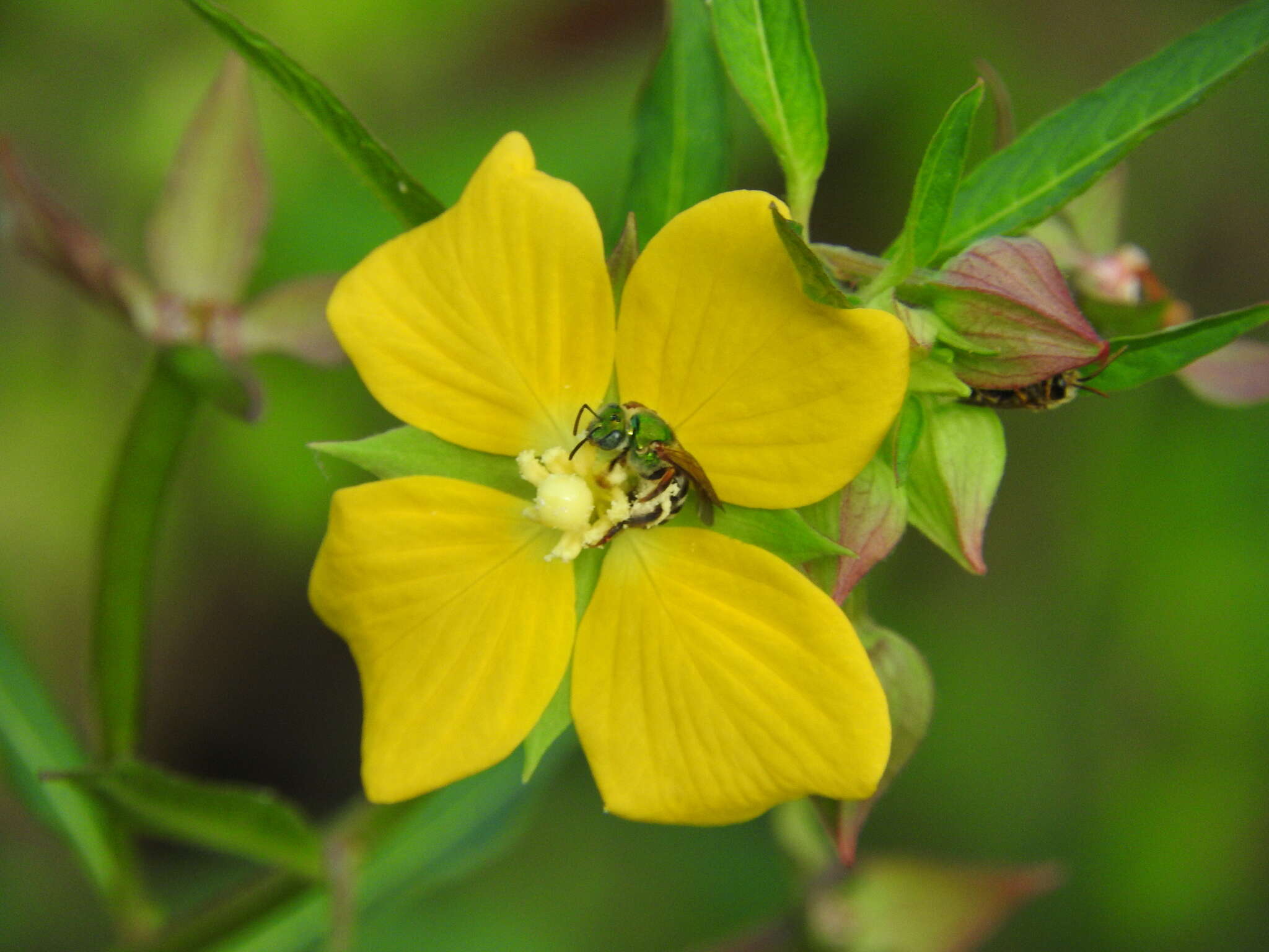 Agapostemon tyleri Cockerell 1917的圖片