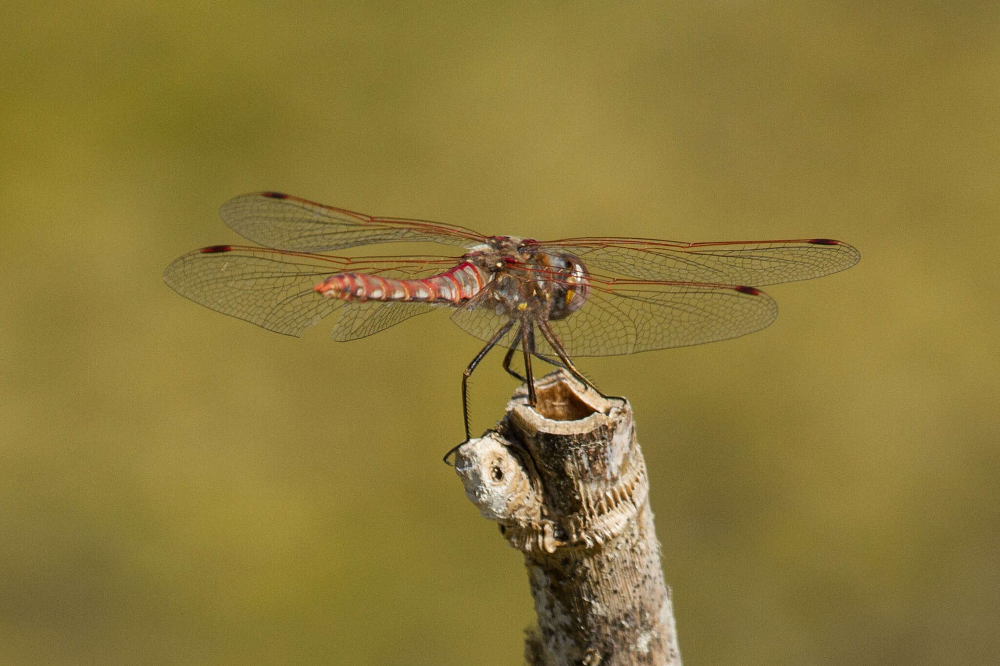 Image de Sympetrum corruptum (Hagen 1861)