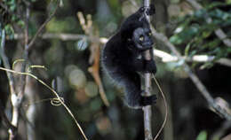 Image of indri