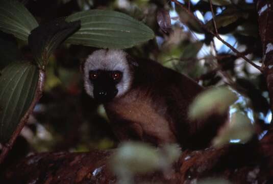 Sivun Eulemur albifrons (É. Geoffroy Saint-Hilaire 1796) kuva