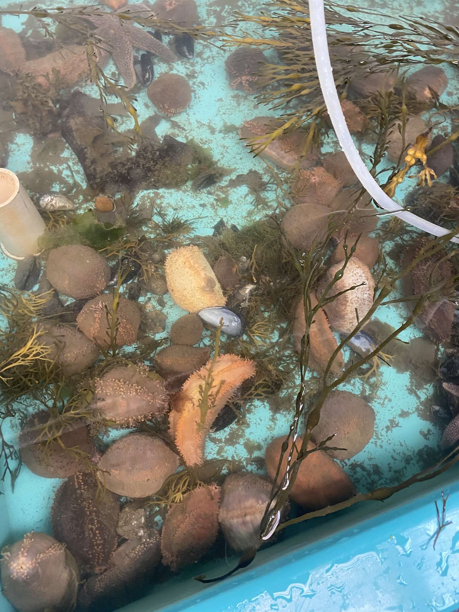 Image of Orange-footed sea cucumber