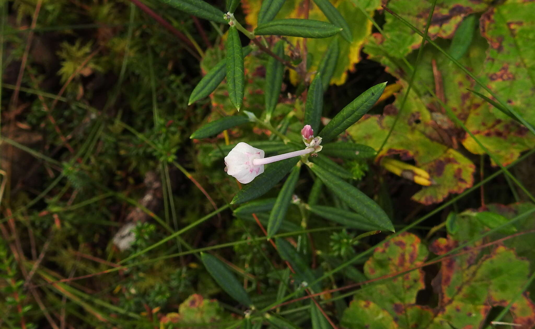 Image of Andromeda polifolia L.