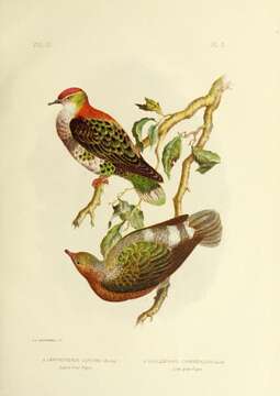 Image of Eastern Superb Fruit-dove