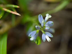 Image of Polygala serpyllifolia J. A. C. Hose