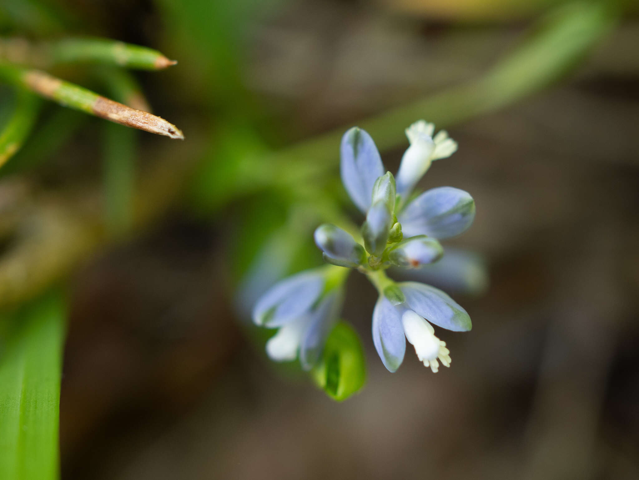 Image of Polygala serpyllifolia J. A. C. Hose