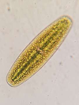 Image of Netrium (Naegeli) Itzigsohn & Rothe 1856