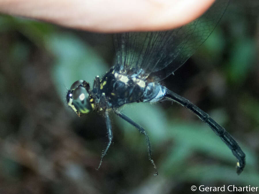 Imagem de Pornothemis starrei Lieftinck 1948