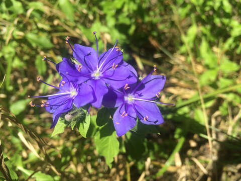 Image of ovate false fiddleleaf