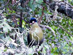 Image of Hartlaub's Turaco