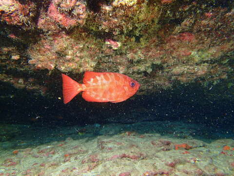 Imagem de Heteropriacanthus fulgens (Lowe 1838)