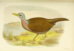 Image of Eulabeornis Gould 1844