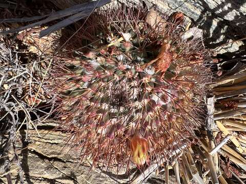 Image of Mammillaria petrophila K. Brandegee