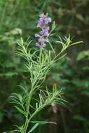 Image of Purple Toadflax