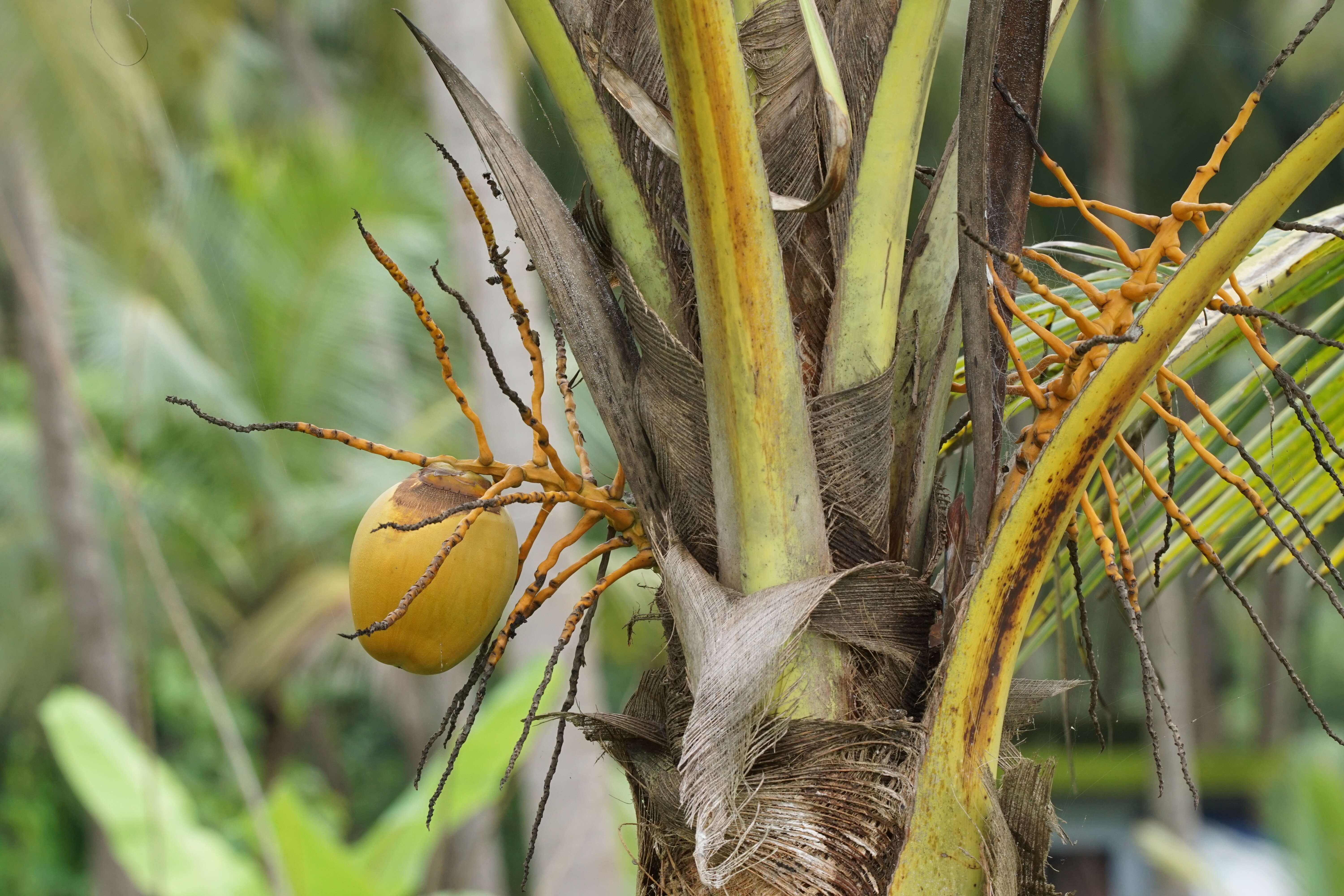 Image of coconut palm