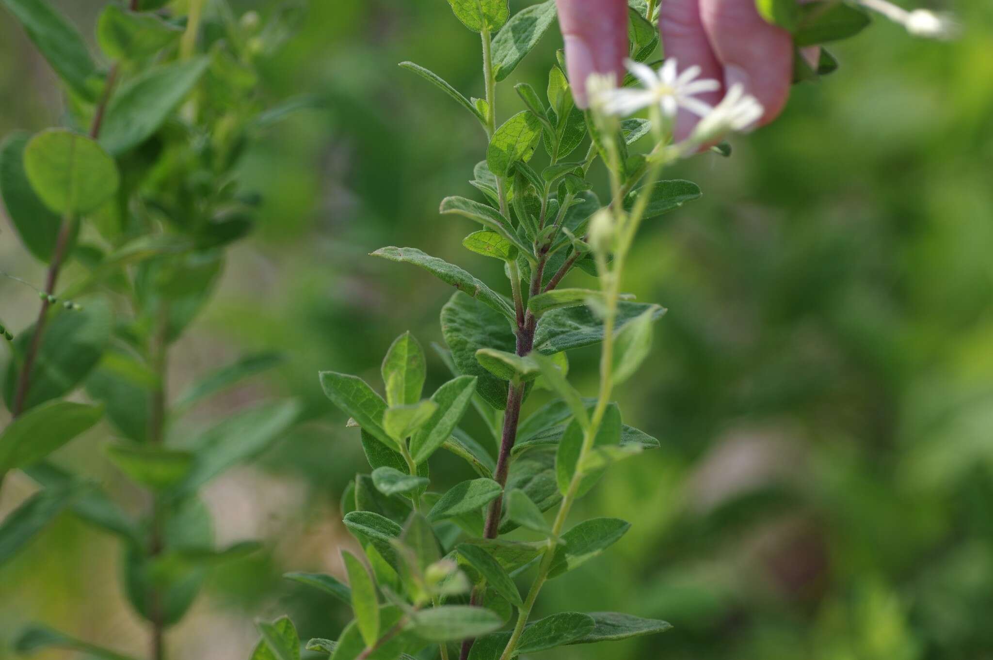 Image of Pine-Barren Nodding-Aster