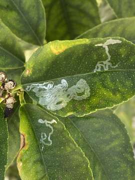 Image of Citrus leafminer