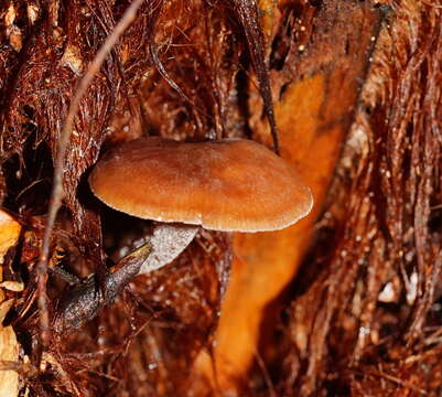 Image of Lentinellus tasmanicus R. H. Petersen 2004