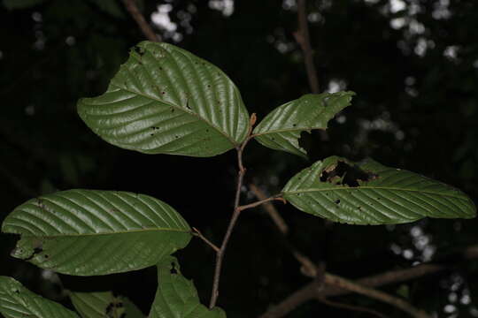 Image of Polyalthia fragrans (Dalzell) Hook. fil. & Thomson