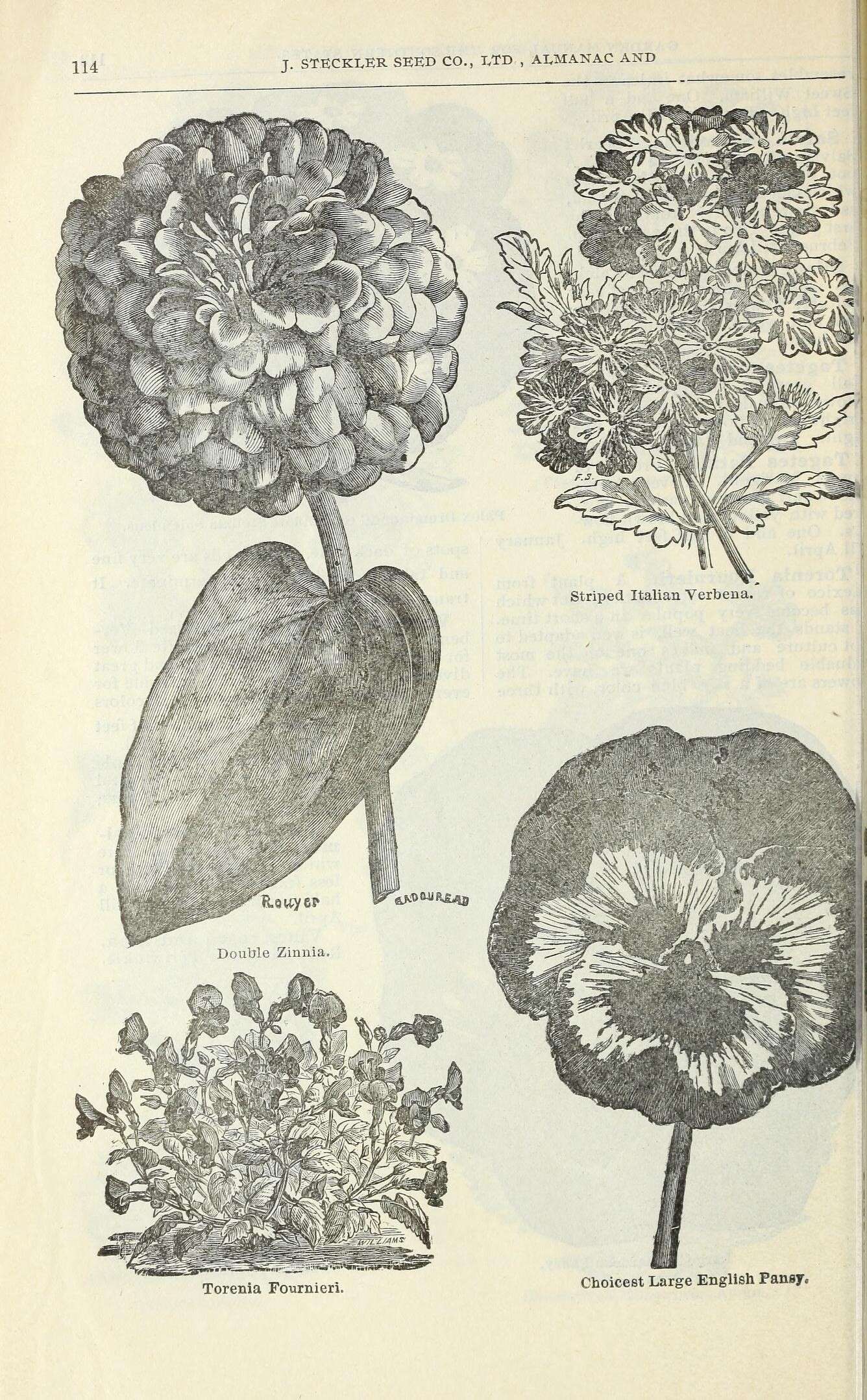 Image de Torenia fournieri Linden ex E. Fourn.