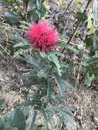 Calliandra dysantha Benth.的圖片