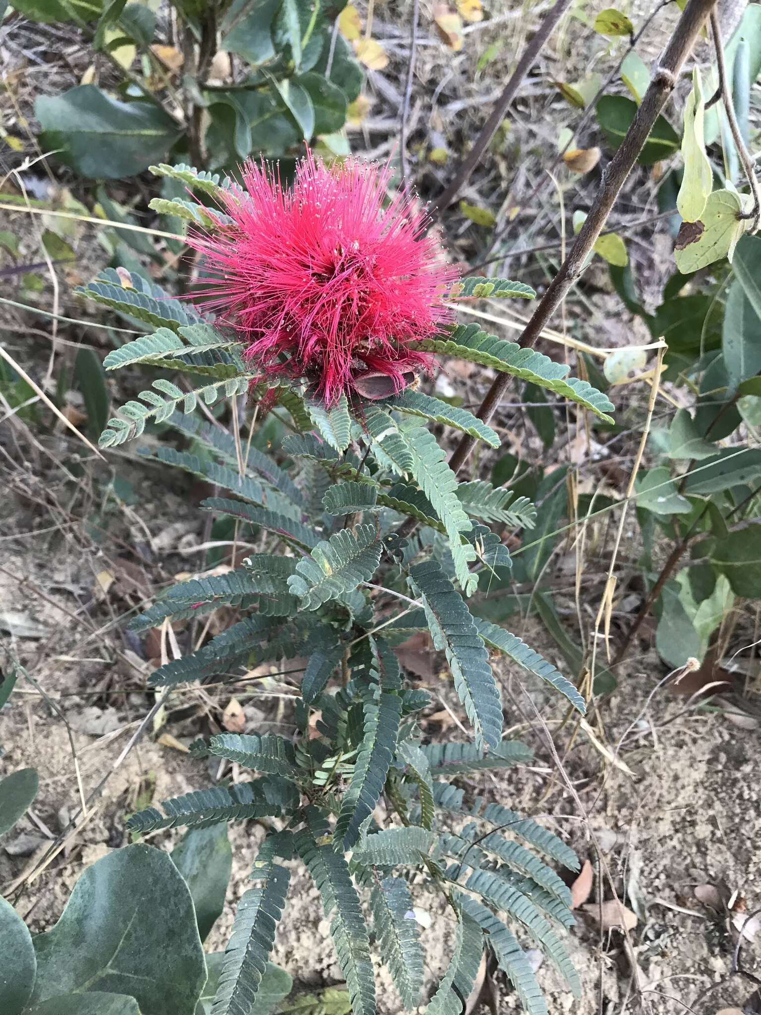 Calliandra dysantha Benth.的圖片