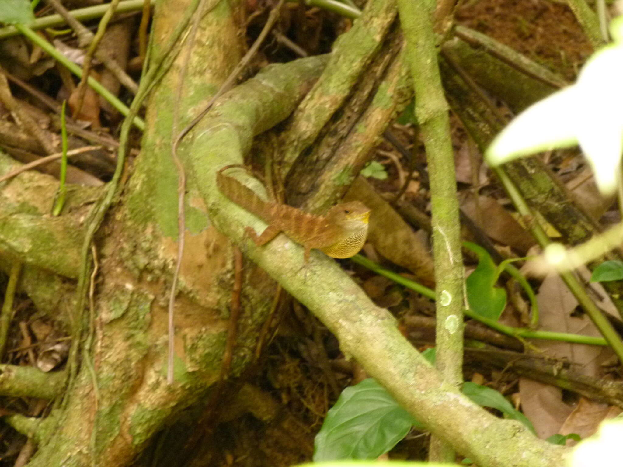 Image of Anolis gundlachi Peters 1877