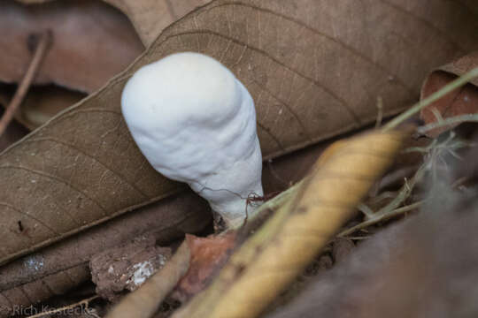 Image of Myrmecopterula moniliformis (Henn.) Leal-Dutra, Dentinger & G. W. Griff.