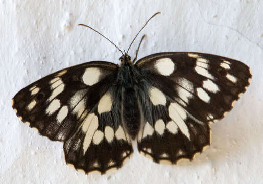 Image of marbled white