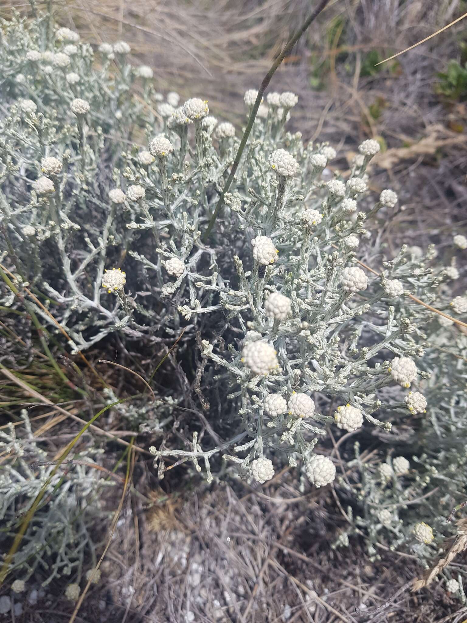 Calocephalus brownii (Cass.) F. Müll. resmi