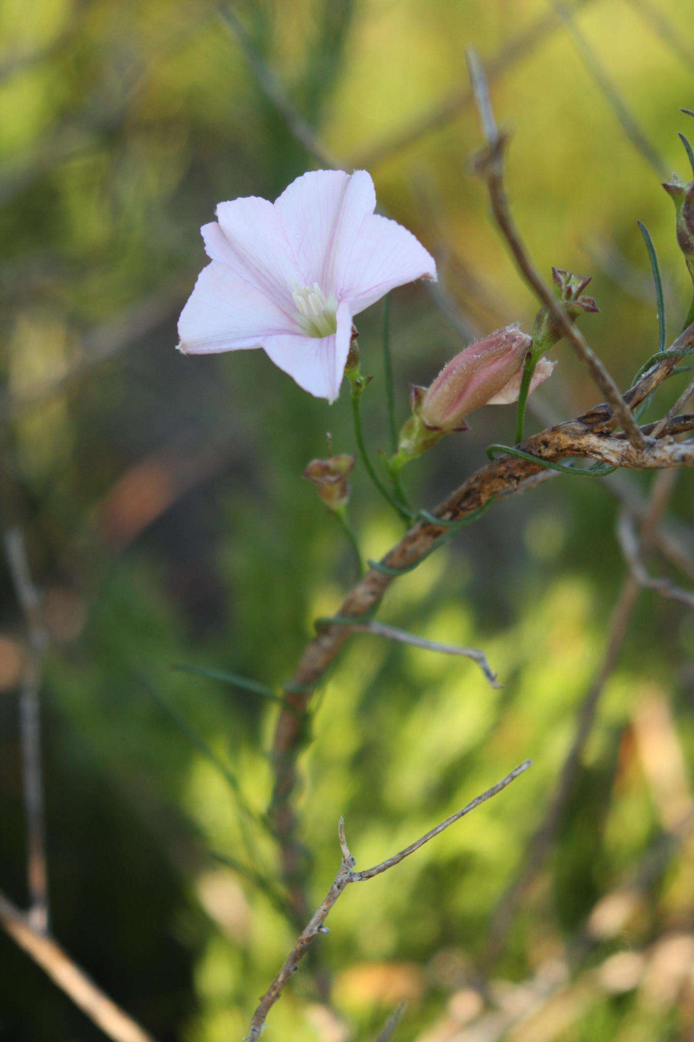 Image de Convolvulus bidentatus Bernh.