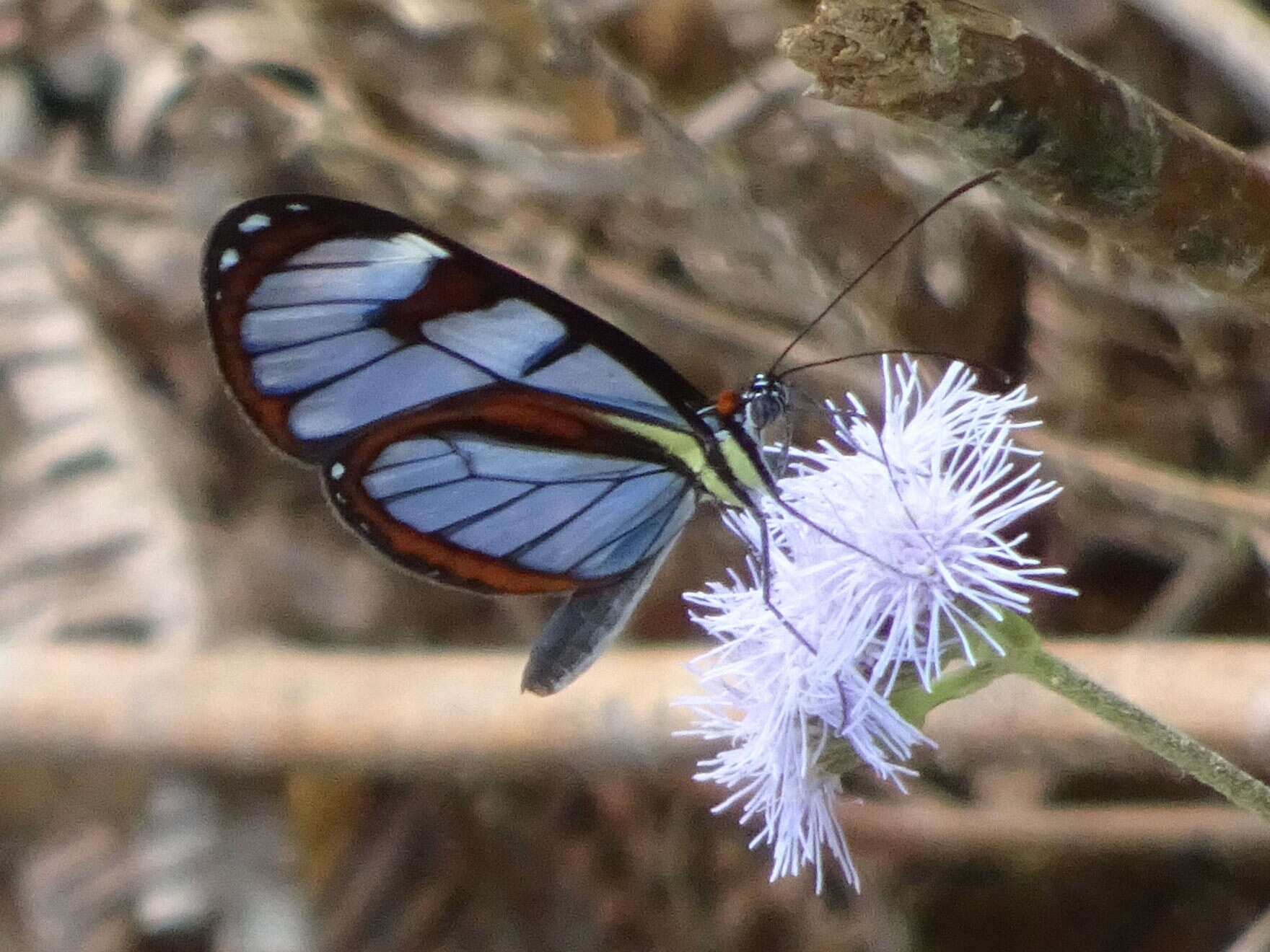 Imagem de Ithomia diasia hippocrenis Bates 1866