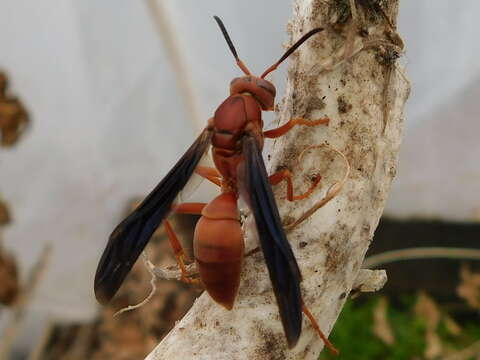 Image of Red Wasp