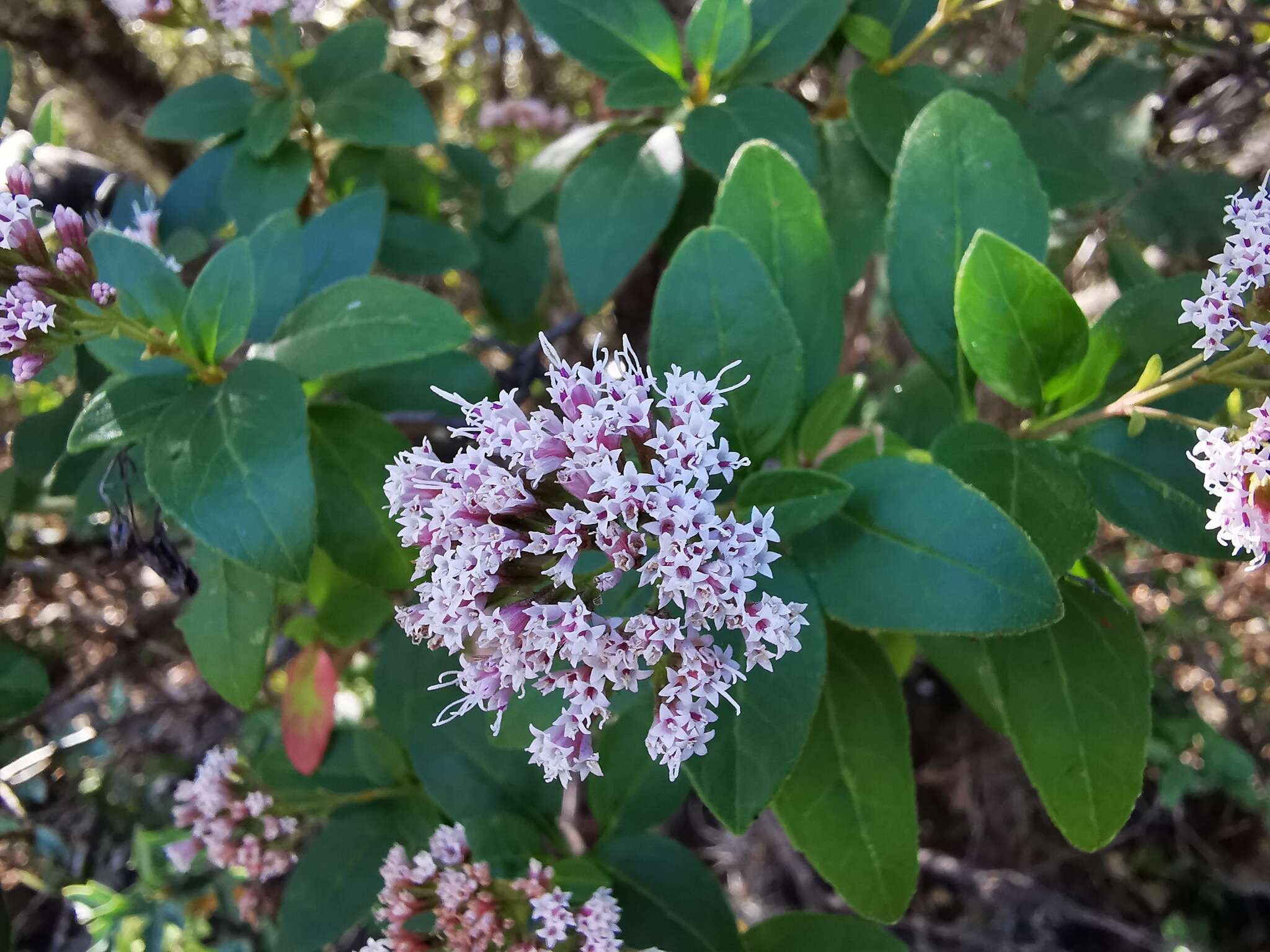 Image of Ageratina ligustrina (DC.) R. King & H. Rob.