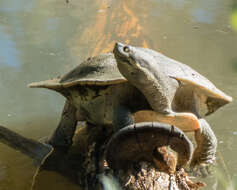 Image of Murray River Turtle