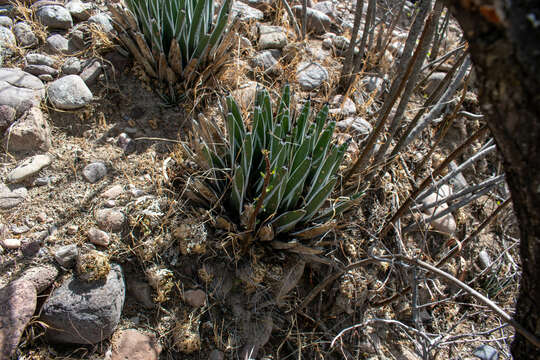 Image of Agave pintilla S. González, M. González & L. Reséndiz