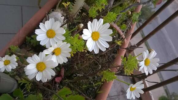 Image of Oxeye Daisy