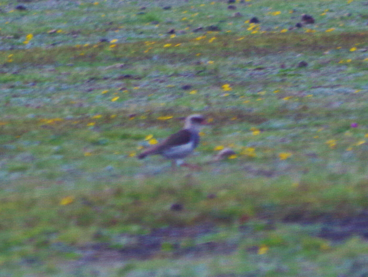 Image of Andean Lapwing