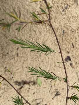 Image of Smooth-Bark St. John's-Wort