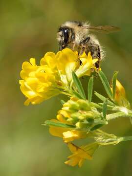 Image of Shrill carder bee