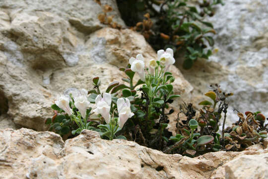 Image of Antirrhinum pertegasii Rothm.