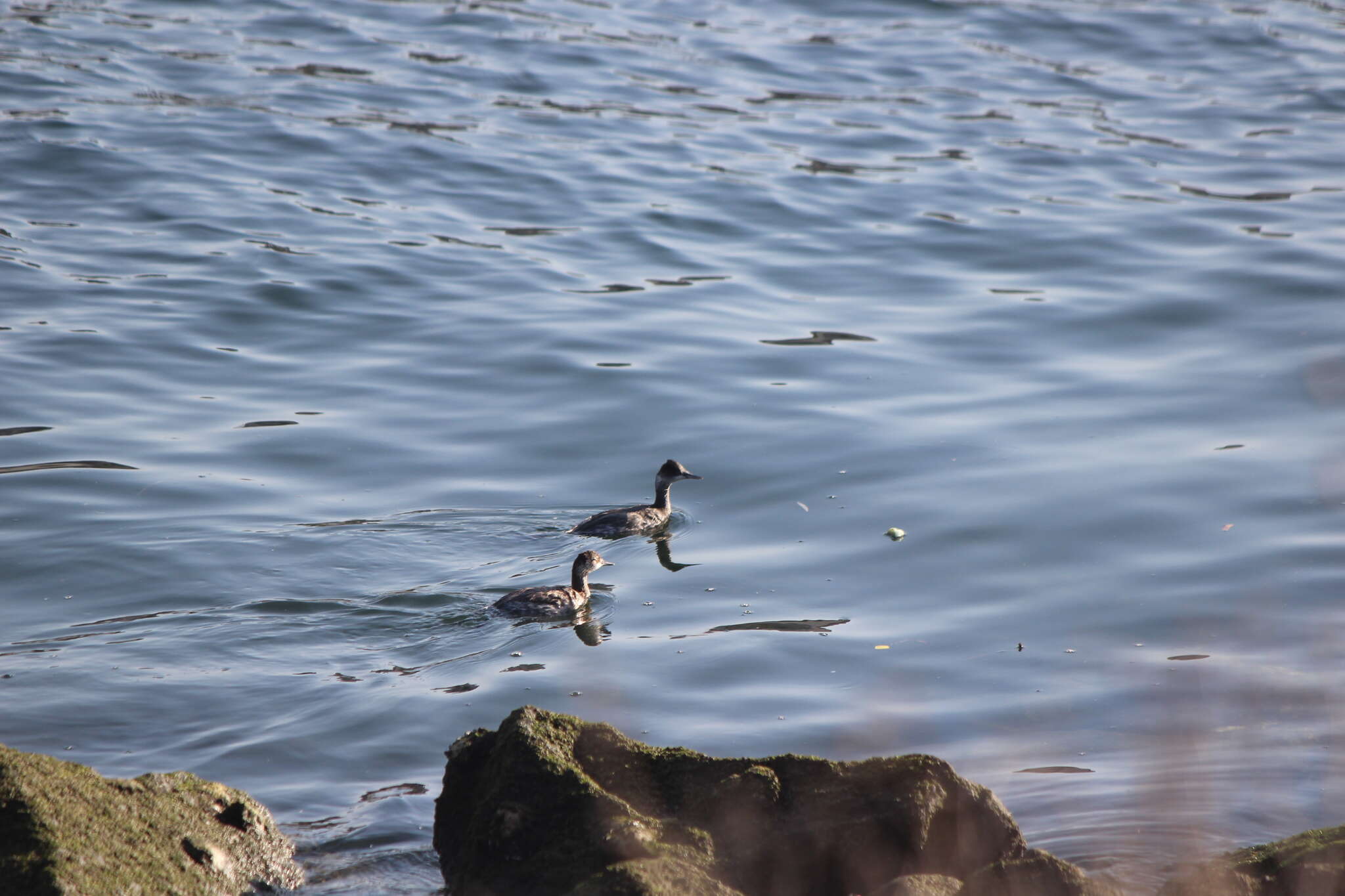 Imagem de Podiceps nigricollis californicus Heermann 1854