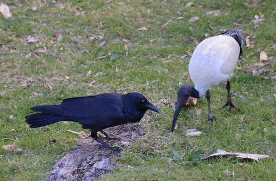 Imagem de Corvus coronoides Vigors & Horsfield 1827