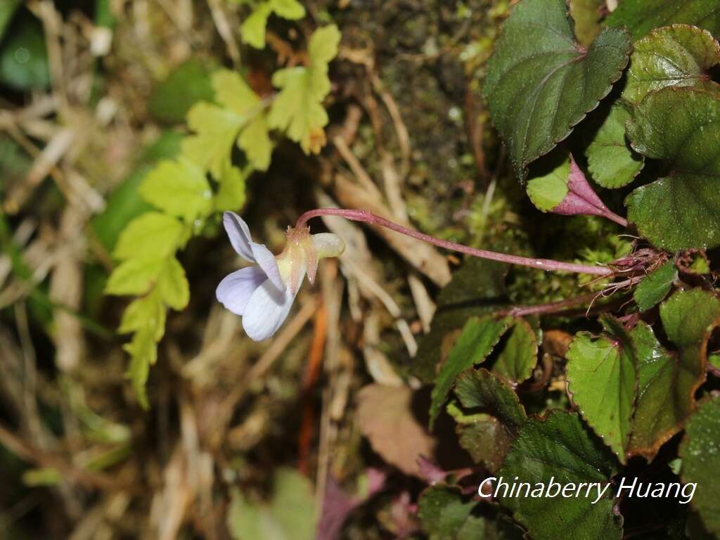 Image of Viola shinchikuensis Yamam.